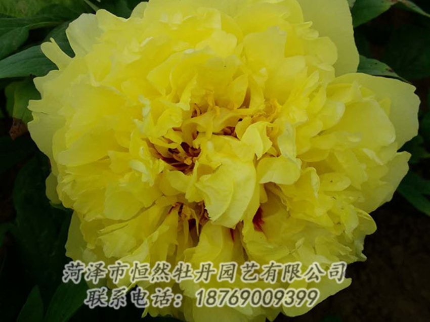 點(diǎn)擊查看詳細(xì)信息<br>標(biāo)題：黃色牡丹 閱讀次數(shù)：1184
