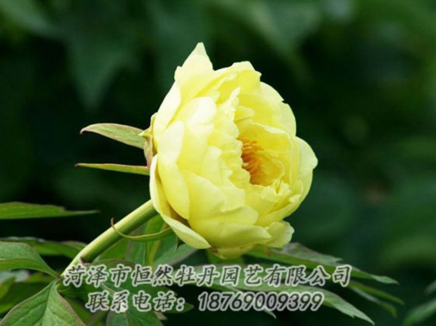 點(diǎn)擊查看詳細(xì)信息<br>標(biāo)題：黃色牡丹 閱讀次數(shù)：1896