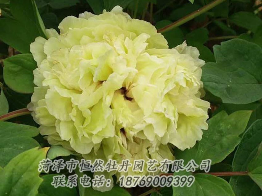 點(diǎn)擊查看詳細(xì)信息<br>標(biāo)題：綠色 閱讀次數(shù)：1095