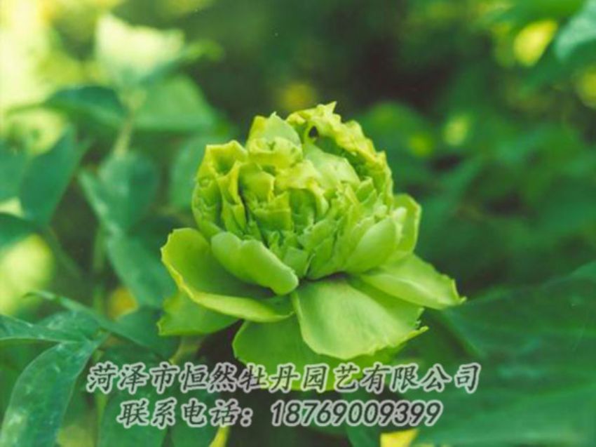 點(diǎn)擊查看詳細(xì)信息<br>標(biāo)題：綠色牡丹 閱讀次數(shù)：1243