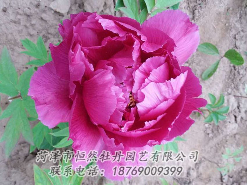 點擊查看詳細信息<br>標題：紫色牡丹 閱讀次數：1067