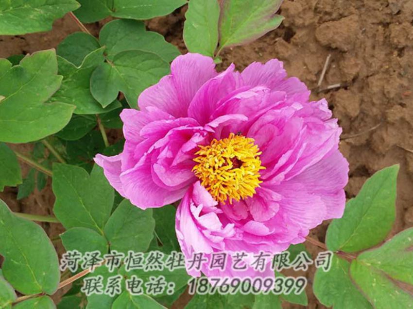 點(diǎn)擊查看詳細(xì)信息<br>標(biāo)題：紫色牡丹 閱讀次數(shù)：1186