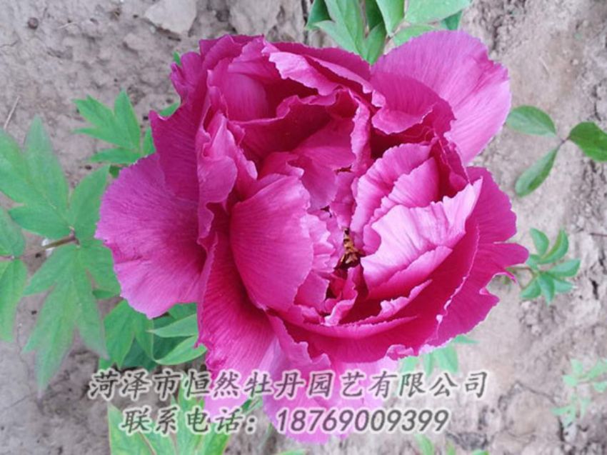 點(diǎn)擊查看詳細(xì)信息<br>標(biāo)題：紫色牡丹 閱讀次數(shù)：1166
