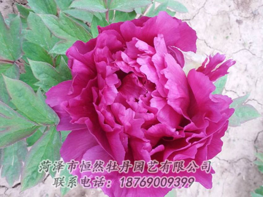 點(diǎn)擊查看詳細(xì)信息<br>標(biāo)題：紫色牡丹 閱讀次數(shù)：1288