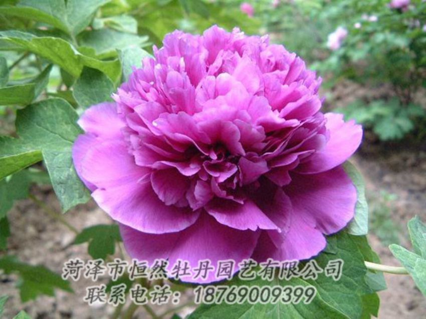 點(diǎn)擊查看詳細(xì)信息<br>標(biāo)題：紫色牡丹 閱讀次數(shù)：1321