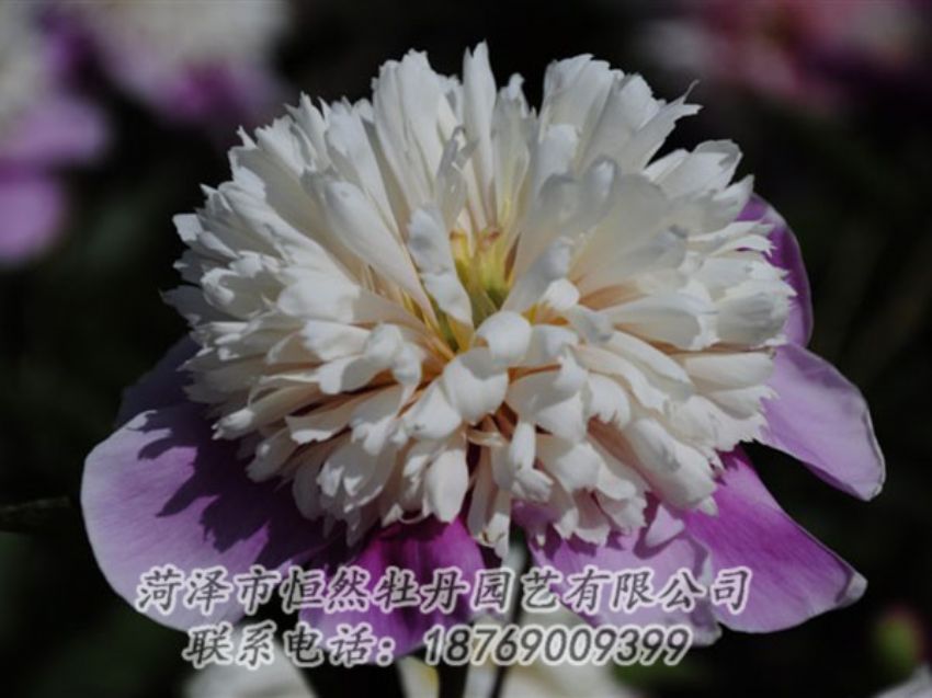 點(diǎn)擊查看詳細(xì)信息<br>標(biāo)題：復(fù)色芍藥 閱讀次數(shù)：1257