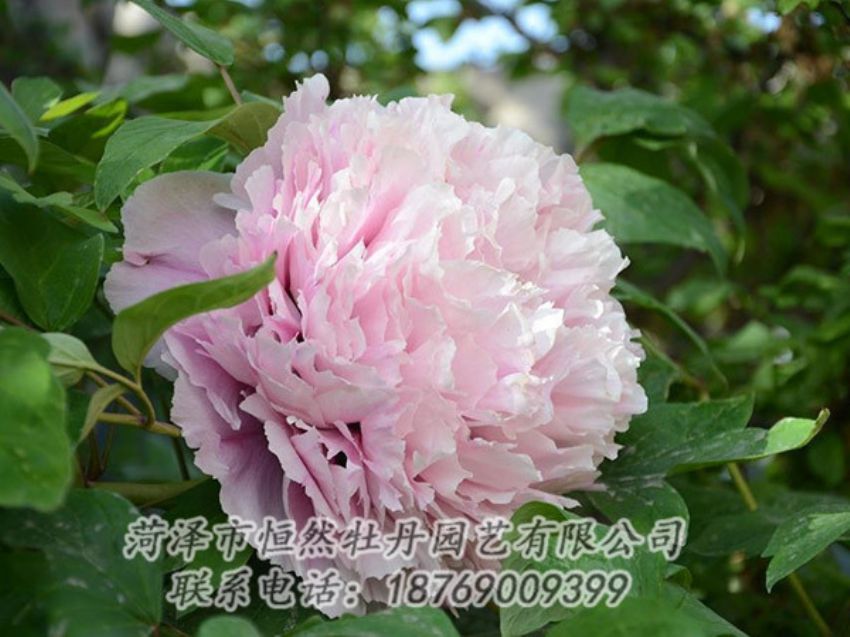 點(diǎn)擊查看詳細(xì)信息<br>標(biāo)題：粉色牡丹 閱讀次數(shù)：1960