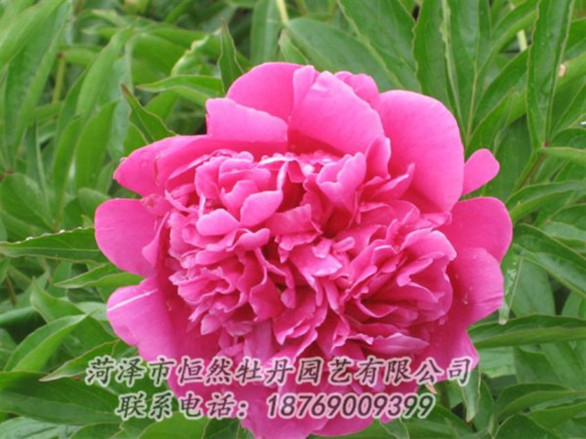 點(diǎn)擊查看詳細(xì)信息<br>標(biāo)題：永生紅 閱讀次數(shù)：1057