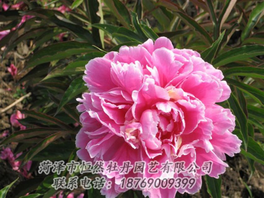 點(diǎn)擊查看詳細(xì)信息<br>標(biāo)題：西施紅妝 閱讀次數(shù)：1058