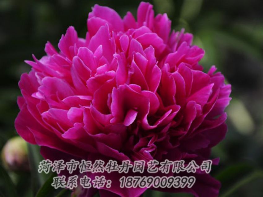點(diǎn)擊查看詳細(xì)信息<br>標(biāo)題：瑪瑙紅 閱讀次數(shù)：1029