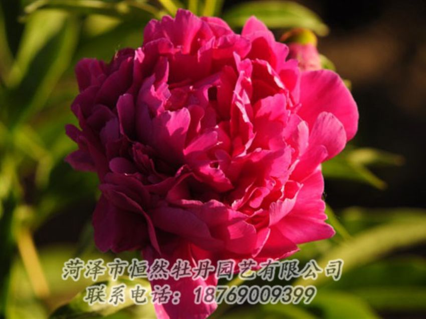 點(diǎn)擊查看詳細(xì)信息<br>標(biāo)題：老來紅 閱讀次數(shù)：1001