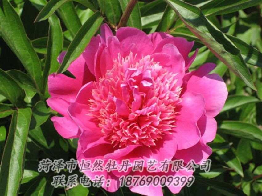 點(diǎn)擊查看詳細(xì)信息<br>標(biāo)題：紅繡球 閱讀次數(shù)：1039