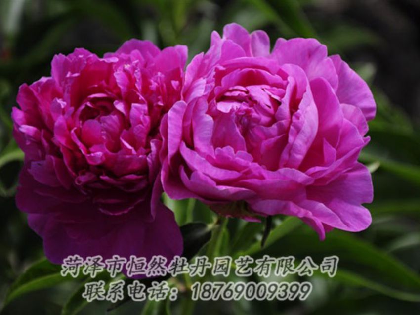點(diǎn)擊查看詳細(xì)信息<br>標(biāo)題：紅玫瑰 閱讀次數(shù)：988