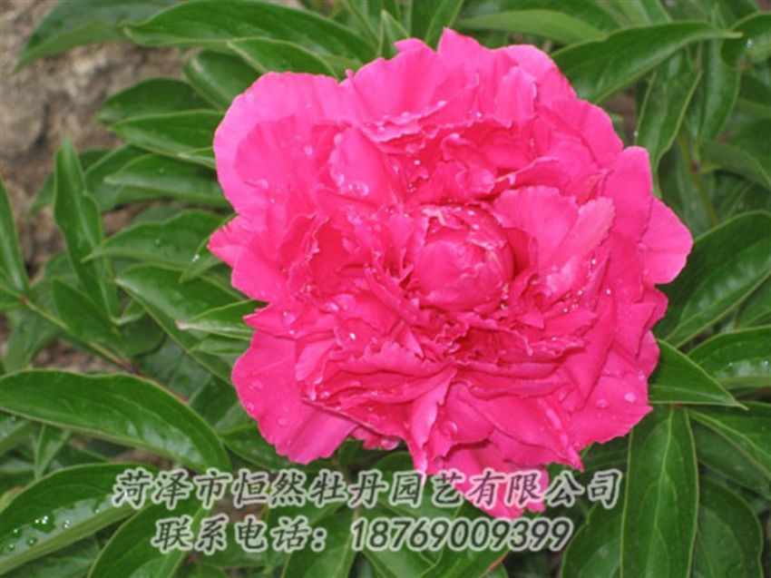 點(diǎn)擊查看詳細(xì)信息<br>標(biāo)題：紅冠芳 閱讀次數(shù)：1065