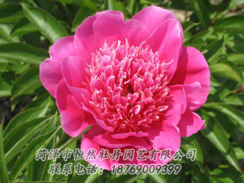 點(diǎn)擊查看詳細(xì)信息<br>標(biāo)題：紅繡球 閱讀次數(shù)：1028