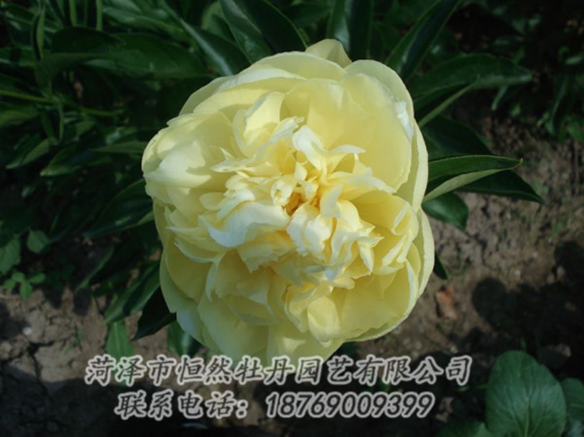 點(diǎn)擊查看詳細(xì)信息<br>標(biāo)題：黃色芍藥 閱讀次數(shù)：1302