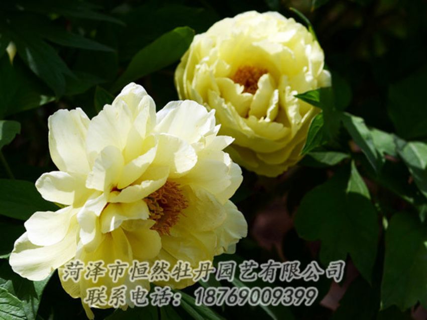 點(diǎn)擊查看詳細(xì)信息<br>標(biāo)題：黃色芍藥 閱讀次數(shù)：1225