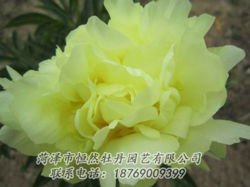 點(diǎn)擊查看詳細(xì)信息<br>標(biāo)題：黃色芍藥 閱讀次數(shù)：1252