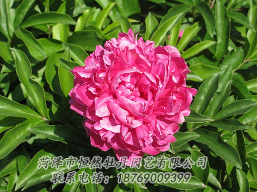 點(diǎn)擊查看詳細(xì)信息<br>標(biāo)題：紅色芍藥 閱讀次數(shù)：1187