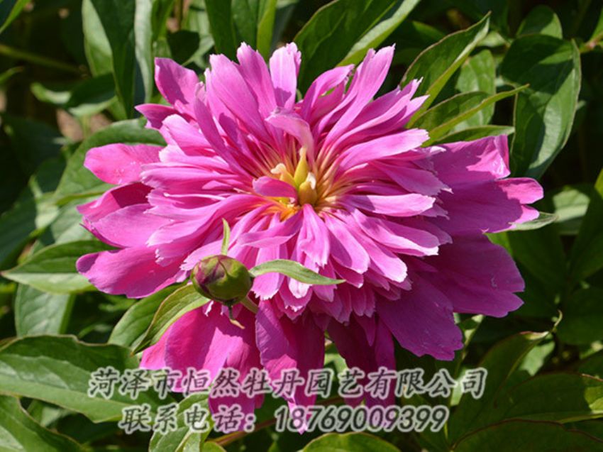 點(diǎn)擊查看詳細(xì)信息<br>標(biāo)題：紅色芍藥 閱讀次數(shù)：1168