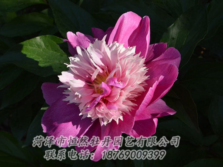 點(diǎn)擊查看詳細(xì)信息<br>標(biāo)題：紅色芍藥 閱讀次數(shù)：1261