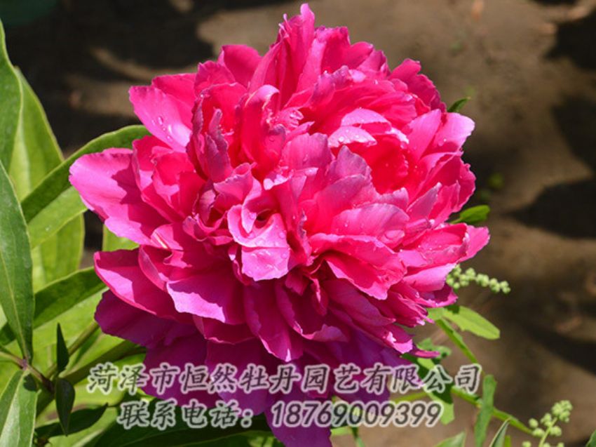 點(diǎn)擊查看詳細(xì)信息<br>標(biāo)題：紅色芍藥 閱讀次數(shù)：1148
