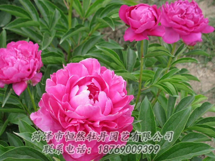 點(diǎn)擊查看詳細(xì)信息<br>標(biāo)題：紅色芍藥 閱讀次數(shù)：1169
