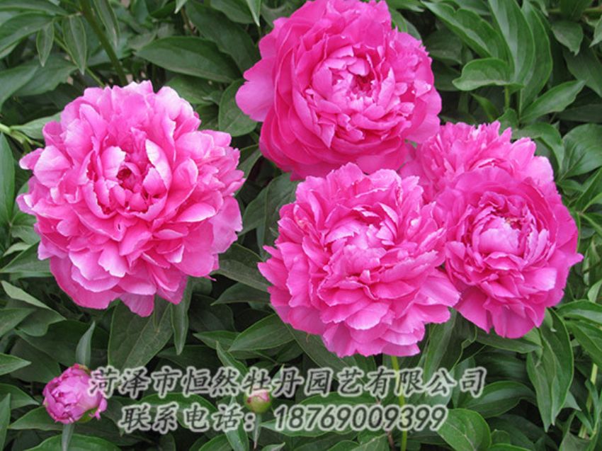 點(diǎn)擊查看詳細(xì)信息<br>標(biāo)題：紅色芍藥 閱讀次數(shù)：1190
