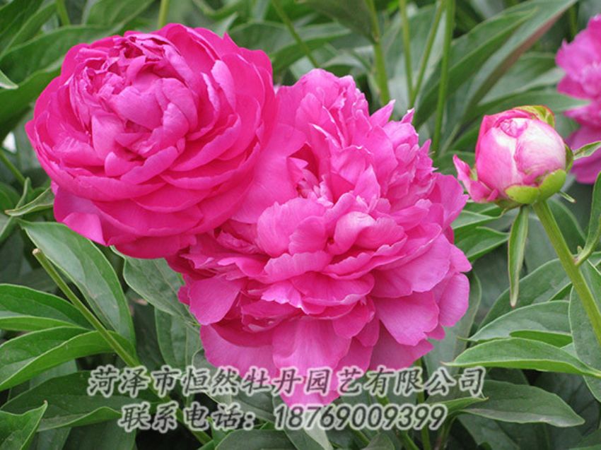 點(diǎn)擊查看詳細(xì)信息<br>標(biāo)題：紅色芍藥 閱讀次數(shù)：1186