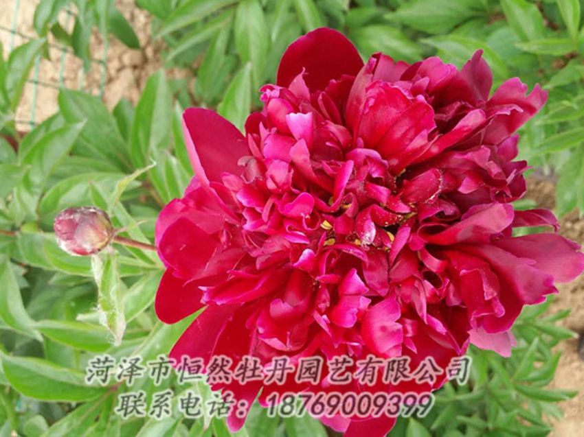 點(diǎn)擊查看詳細(xì)信息<br>標(biāo)題：紅色芍藥 閱讀次數(shù)：1197