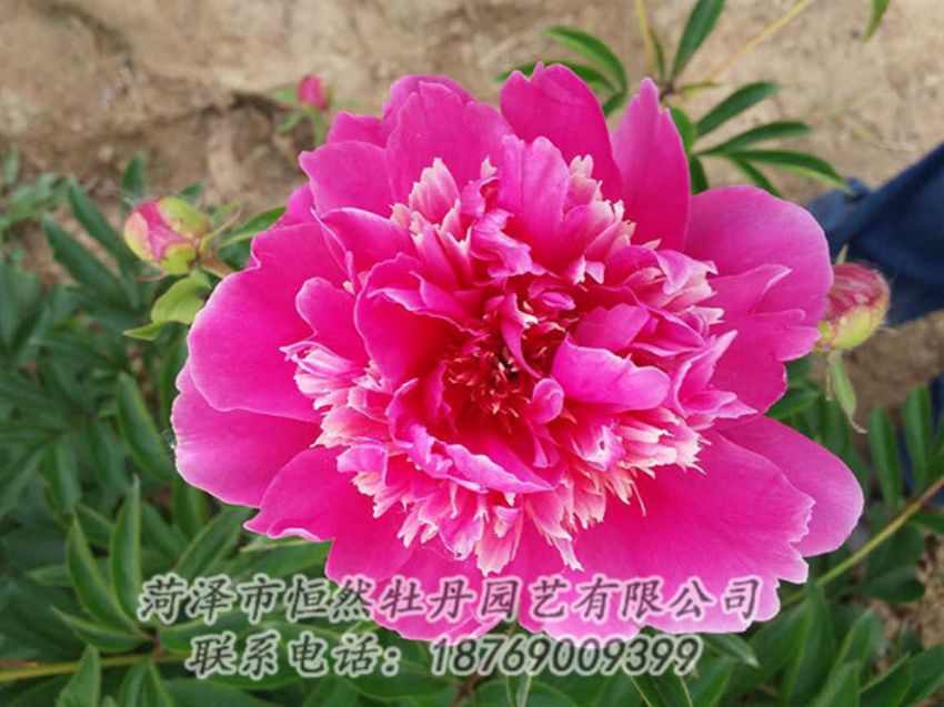 點(diǎn)擊查看詳細(xì)信息<br>標(biāo)題：紅色芍藥 閱讀次數(shù)：1223