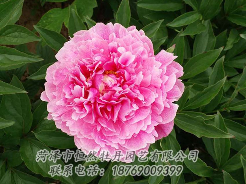 點(diǎn)擊查看詳細(xì)信息<br>標(biāo)題：紅色芍藥 閱讀次數(shù)：1226