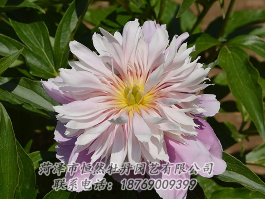 點擊查看詳細信息<br>標題：粉色芍藥 閱讀次數(shù)：1314