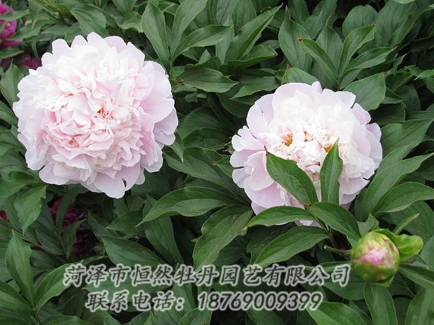 點擊查看詳細信息<br>標題：粉色芍藥 閱讀次數(shù)：1207