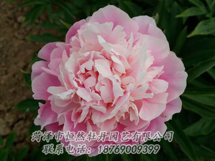 點擊查看詳細信息<br>標題：粉色芍藥 閱讀次數(shù)：1441