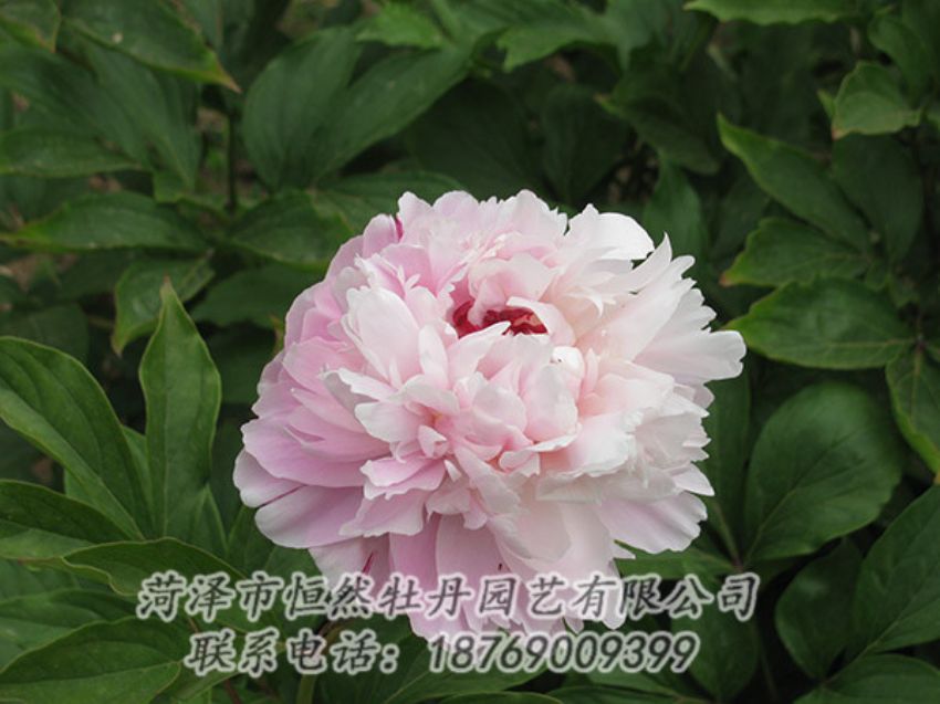 點擊查看詳細信息<br>標題：粉色芍藥 閱讀次數(shù)：1165