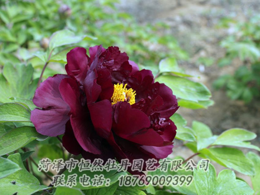 點擊查看詳細(xì)信息<br>標(biāo)題：黑色牡丹 閱讀次數(shù)：1177