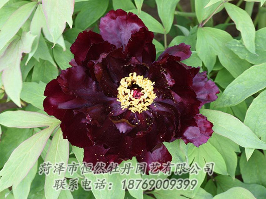 點擊查看詳細(xì)信息<br>標(biāo)題：黑色牡丹 閱讀次數(shù)：1347