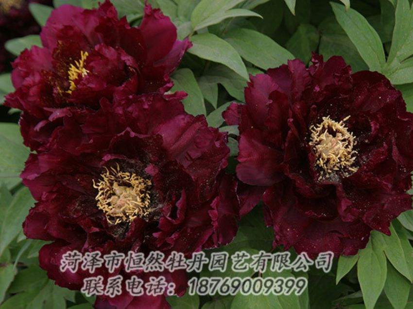 點擊查看詳細(xì)信息<br>標(biāo)題：黑色牡丹 閱讀次數(shù)：1185