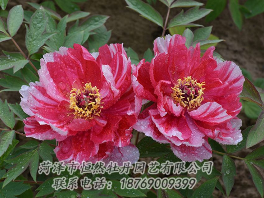 點(diǎn)擊查看詳細(xì)信息<br>標(biāo)題：復(fù)色牡丹 閱讀次數(shù)：1254
