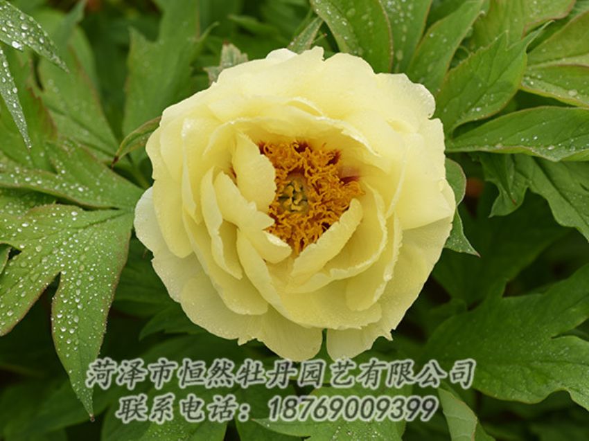 點(diǎn)擊查看詳細(xì)信息<br>標(biāo)題：黃色牡丹 閱讀次數(shù)：1146