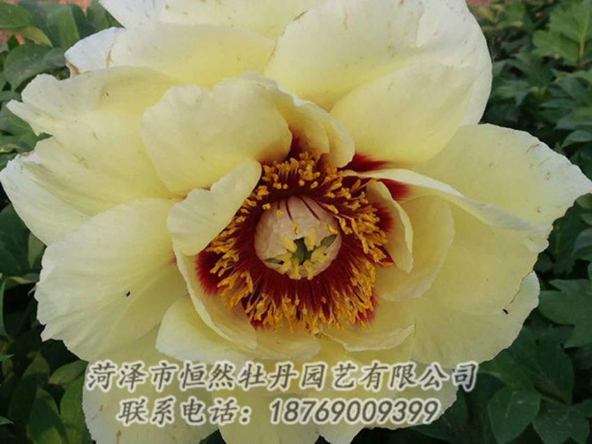點(diǎn)擊查看詳細(xì)信息<br>標(biāo)題：黃色牡丹 閱讀次數(shù)：1218