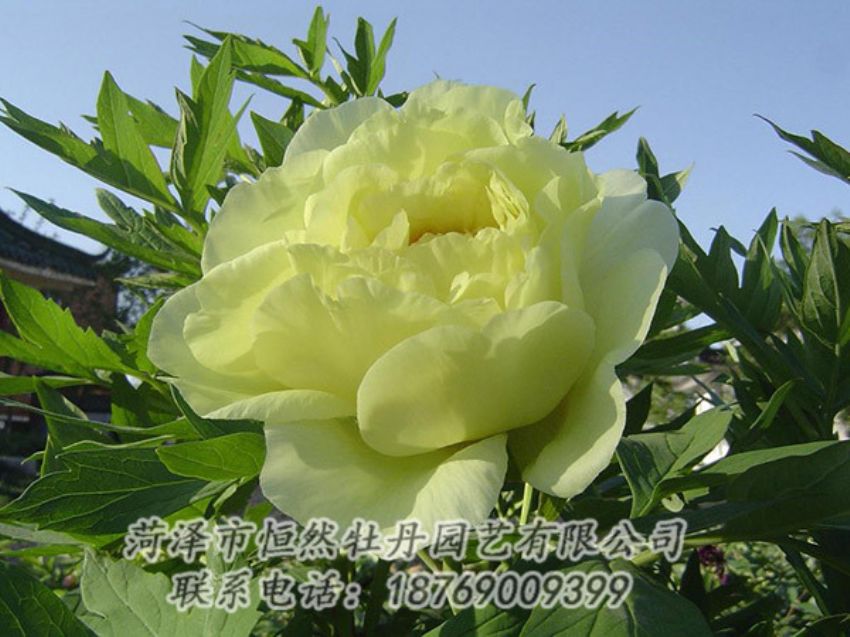 點(diǎn)擊查看詳細(xì)信息<br>標(biāo)題：黃色牡丹 閱讀次數(shù)：1176