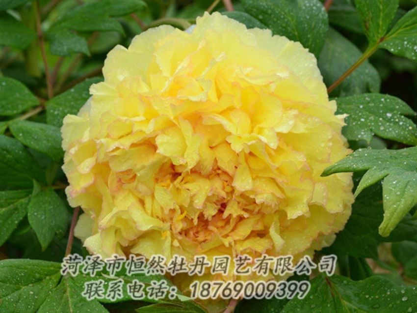 點(diǎn)擊查看詳細(xì)信息<br>標(biāo)題：黃色牡丹 閱讀次數(shù)：1198