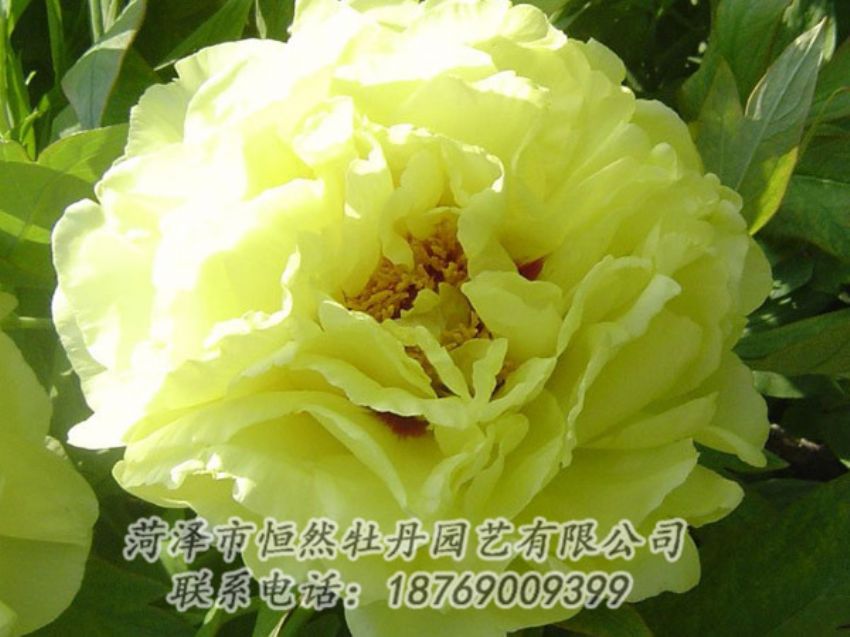 點(diǎn)擊查看詳細(xì)信息<br>標(biāo)題：黃色牡丹 閱讀次數(shù)：1165