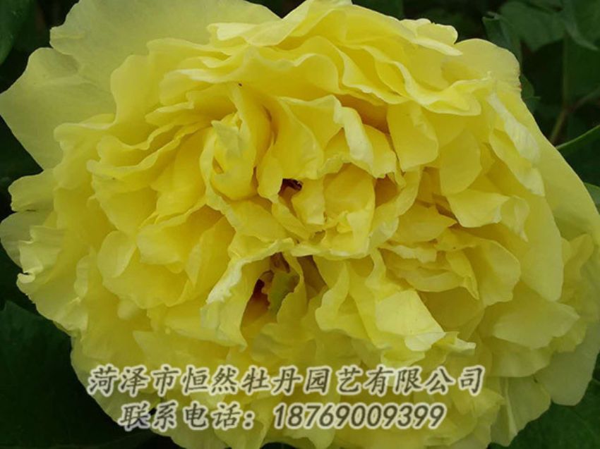 點(diǎn)擊查看詳細(xì)信息<br>標(biāo)題：黃色牡丹 閱讀次數(shù)：1114