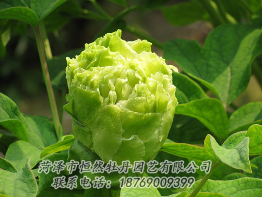 點(diǎn)擊查看詳細(xì)信息<br>標(biāo)題：綠色牡丹 閱讀次數(shù)：1315