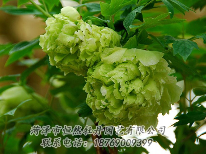 點(diǎn)擊查看詳細(xì)信息<br>標(biāo)題：綠色牡丹 閱讀次數(shù)：1298