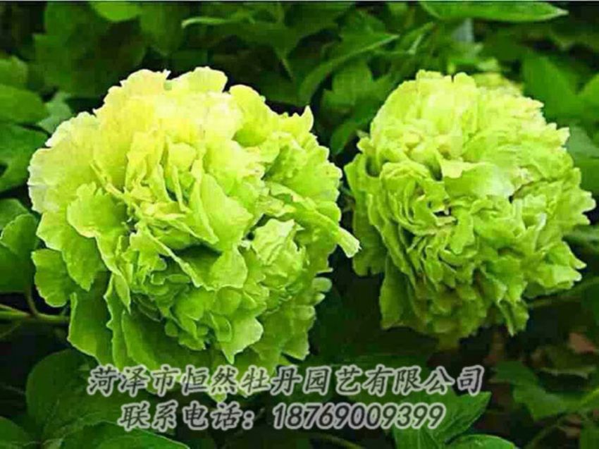 點(diǎn)擊查看詳細(xì)信息<br>標(biāo)題：綠色牡丹 閱讀次數(shù)：1396