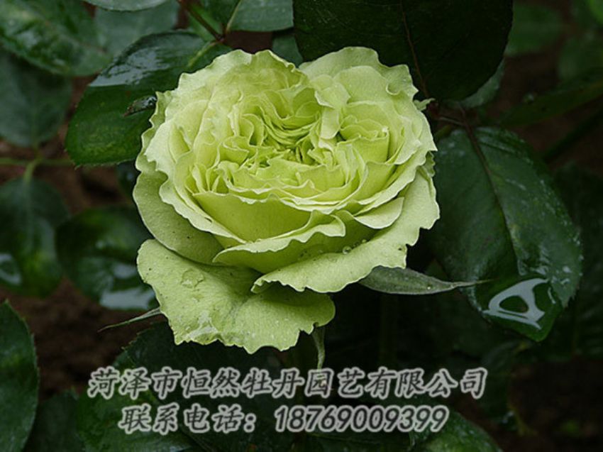 點(diǎn)擊查看詳細(xì)信息<br>標(biāo)題：綠色牡丹 閱讀次數(shù)：1315